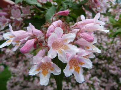 Kolkwitzia amabilis - kolkwitzie krásná - květ